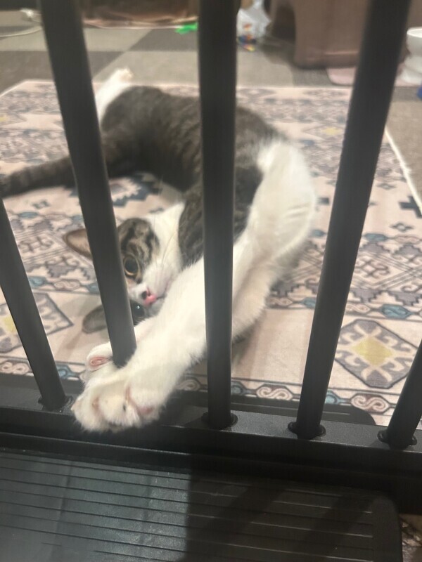 ありがと〜とよてい ໒꒱·°