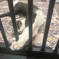 ありがと〜とよてい ໒꒱·°