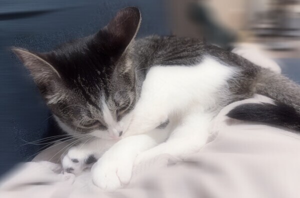 🐈🐾