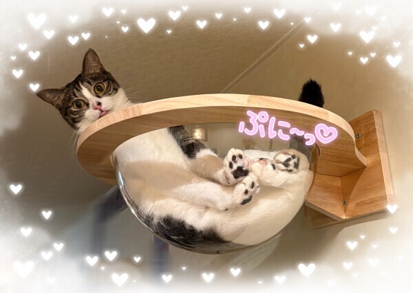 にゃん🐱