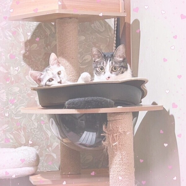 10にちから〜❕ ໒꒱·°