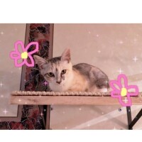 河北　りほ