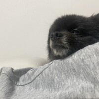 変更