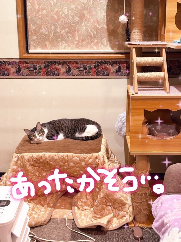 こんにちは(*'-'*)