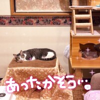 河北　りほ