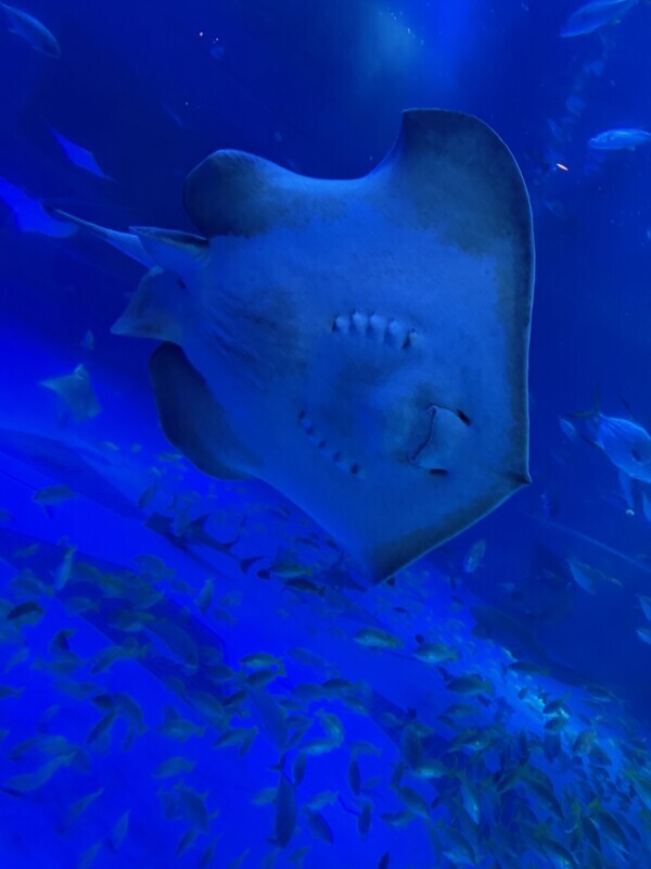 あしたから〜❕ ໒꒱·°