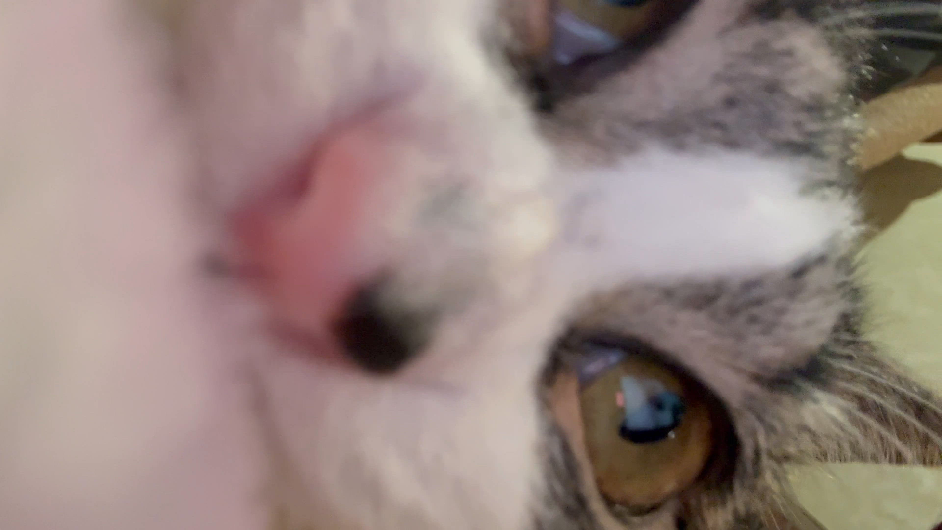 ありがとーーう