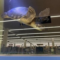 もう、すごく大きくて?