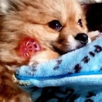 お久しぶりです"(.?. )