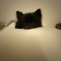 伊勢谷　べに