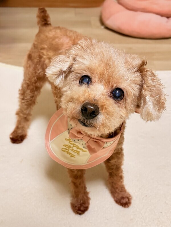 14歳のお誕生日のお祝いしてもらったわん🐶🎂💕