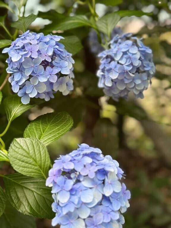 おはようございます～ \(*ˊᗜˋ*)/♡