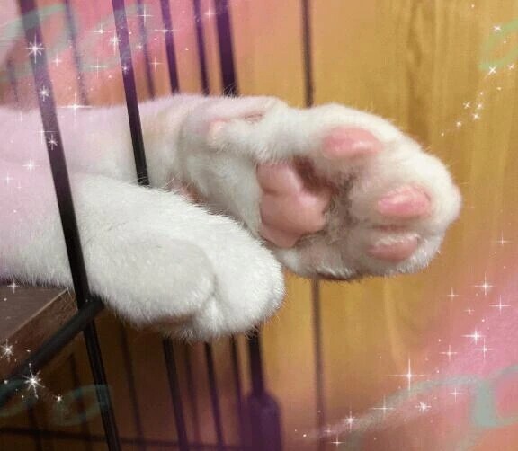 肉球ぷにぷに