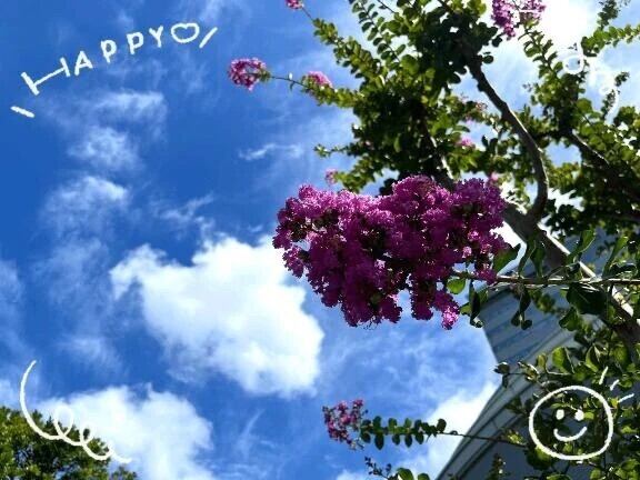 百日紅と夏の空