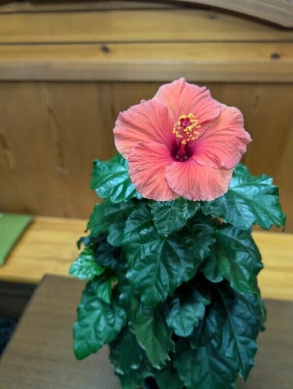 西船のIさんへ