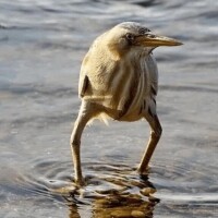 あずさ