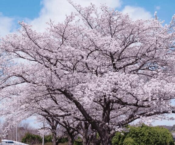 【花見】きょうがチャンス！