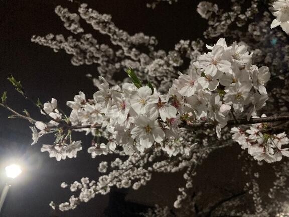 お礼と年度末です〜