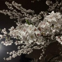 うた