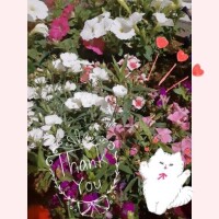 なずな