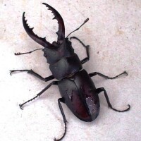こいろ