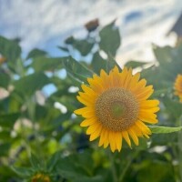 ちぐさ