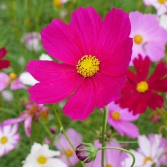 【お礼写メ日記】ネギタカ様