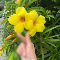 あんな