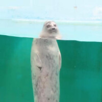 あお