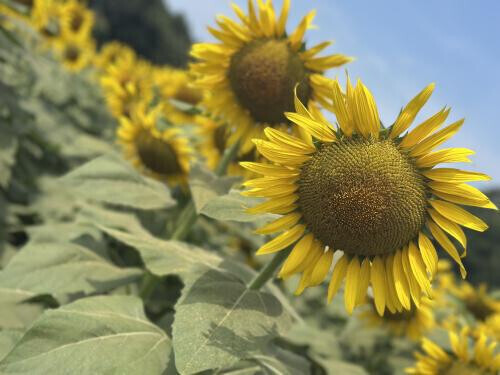 お花が大好き🌻