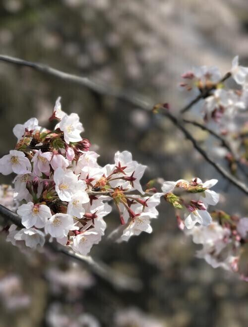 お花見とありがとう🌸