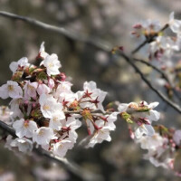 お花見とありがとう🌸