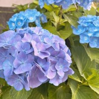 しゅっきん！