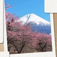 千波（ちなみ）