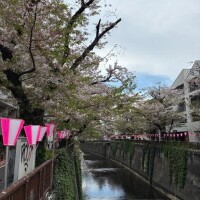 さくらリグレット🌸