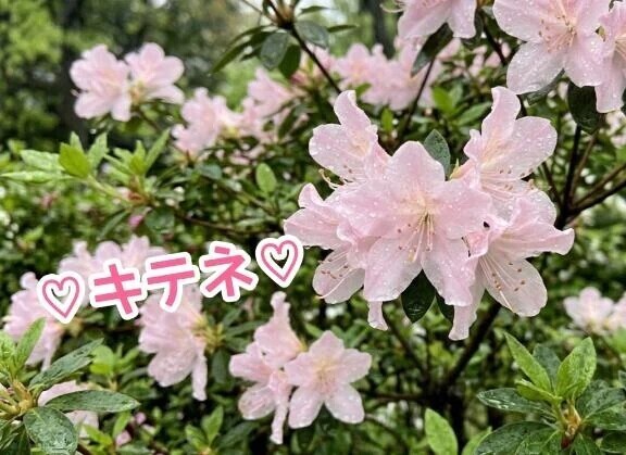 ぜひ🎶
