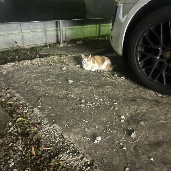 今日のみ！
