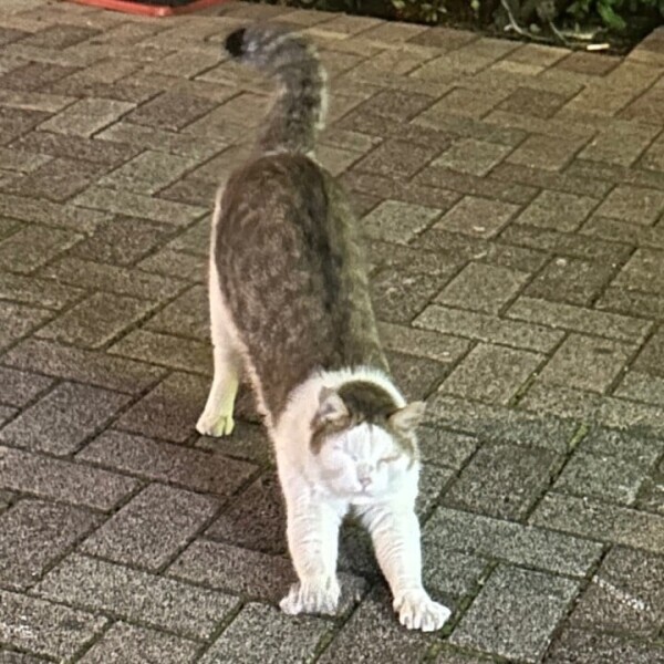 のび〜…🐿️
