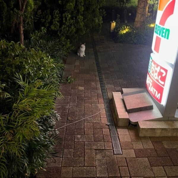 にゃおん