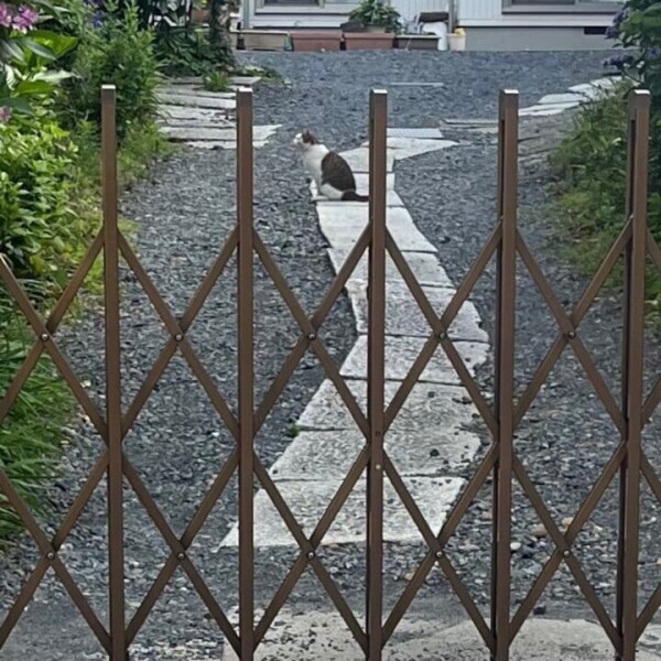 🐱