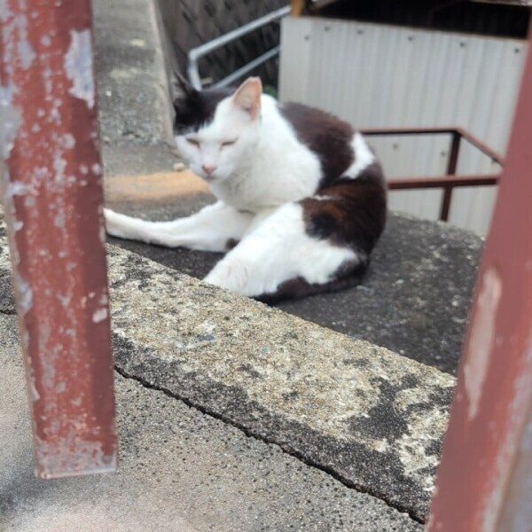 猫飼いたいです🥲