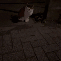 ゆず