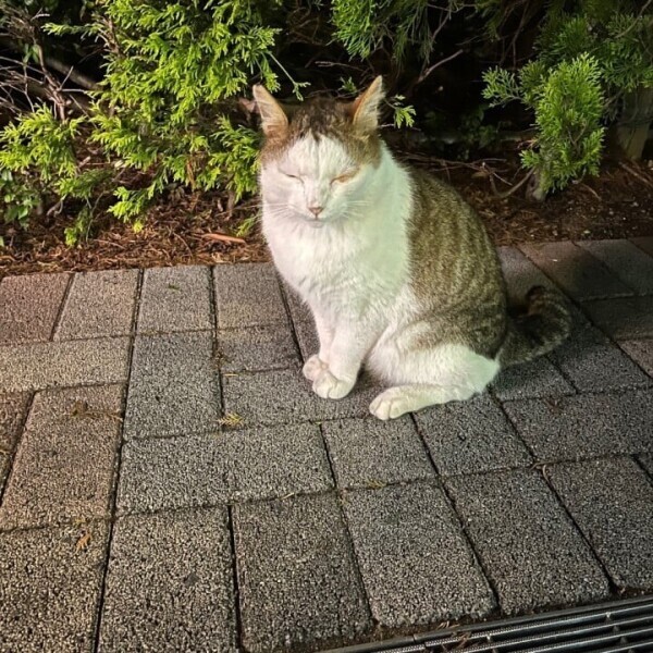 すみません( > <꧞)