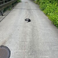 ありがとう水曜日