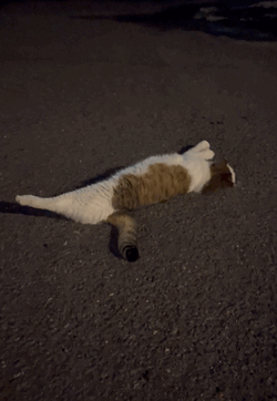🎶⊂(  ᴖ ̫ᴖ)⊃🎶🐱
