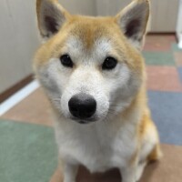 決定！！