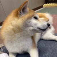サマー