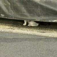 にゃんず