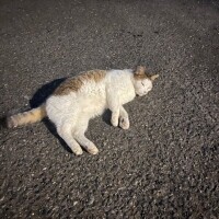 ありがとう🤍