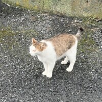 ねこちま！